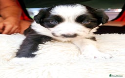 Sprollie dogs for sale: Puppies from Border Collie  - Image 16
