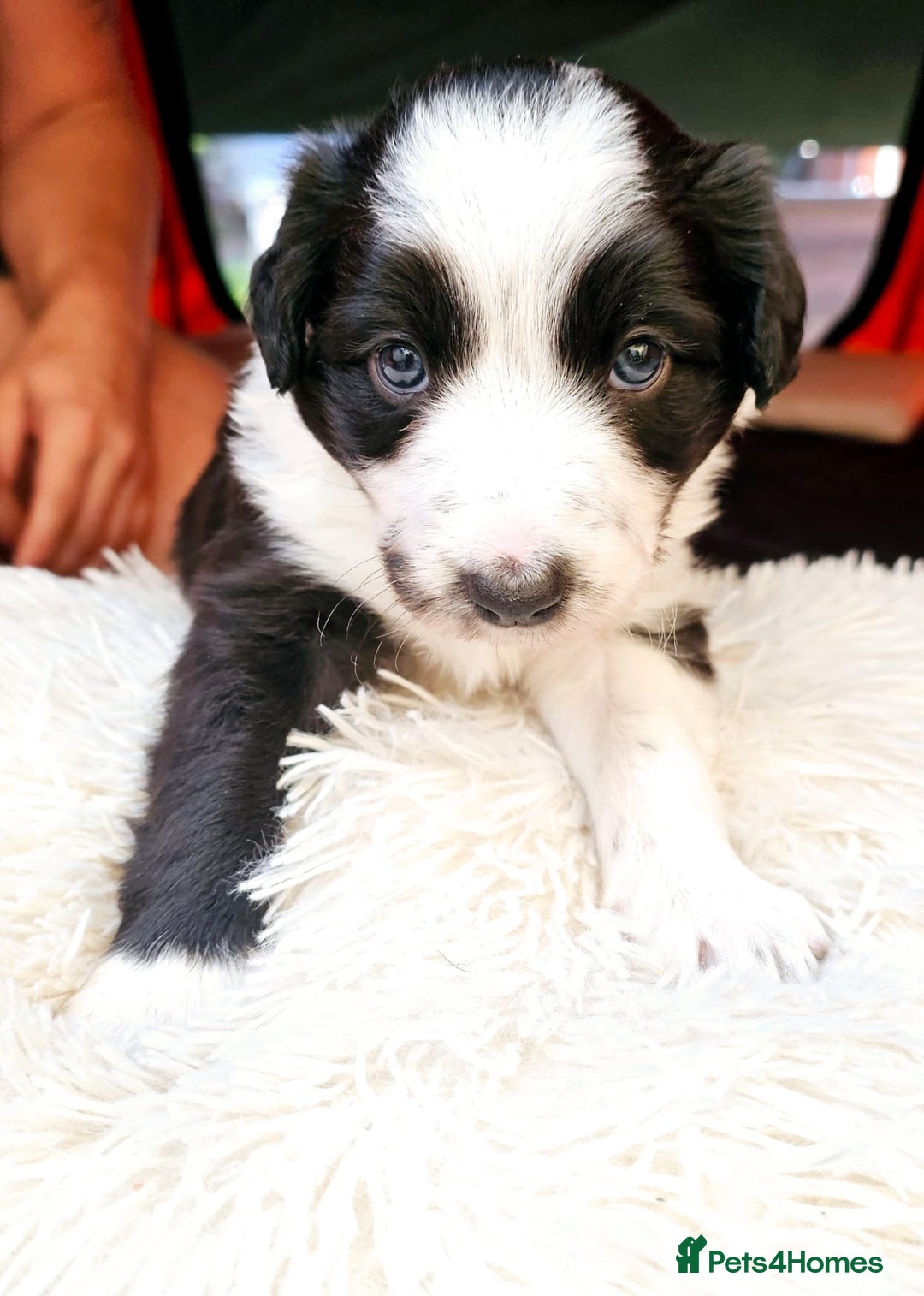 Sprollie dogs for sale: Puppies from Border Collie  - Image 16