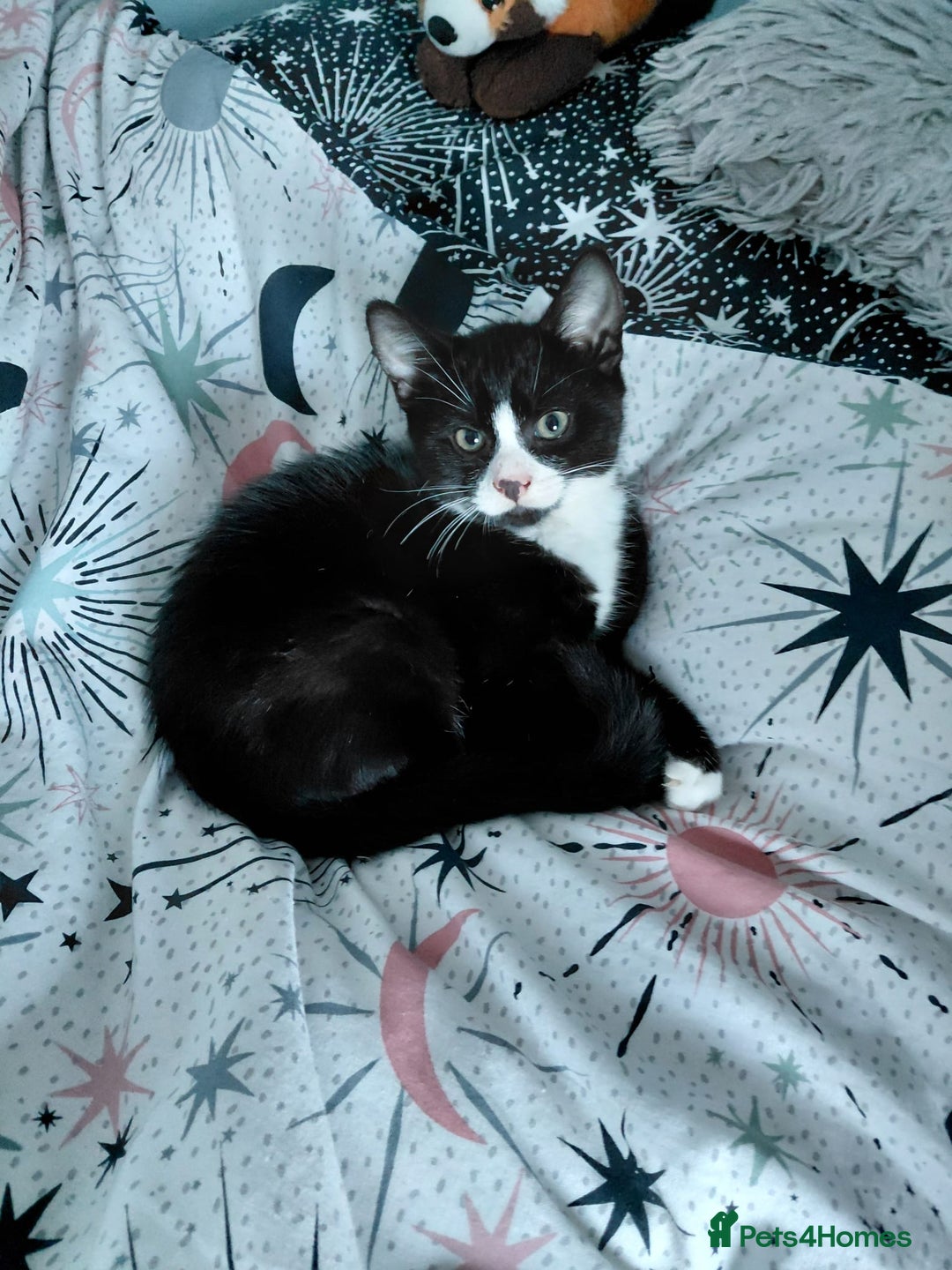 Mixed Breed cats for sale: Kittens looking for their new homes  - Advert 3