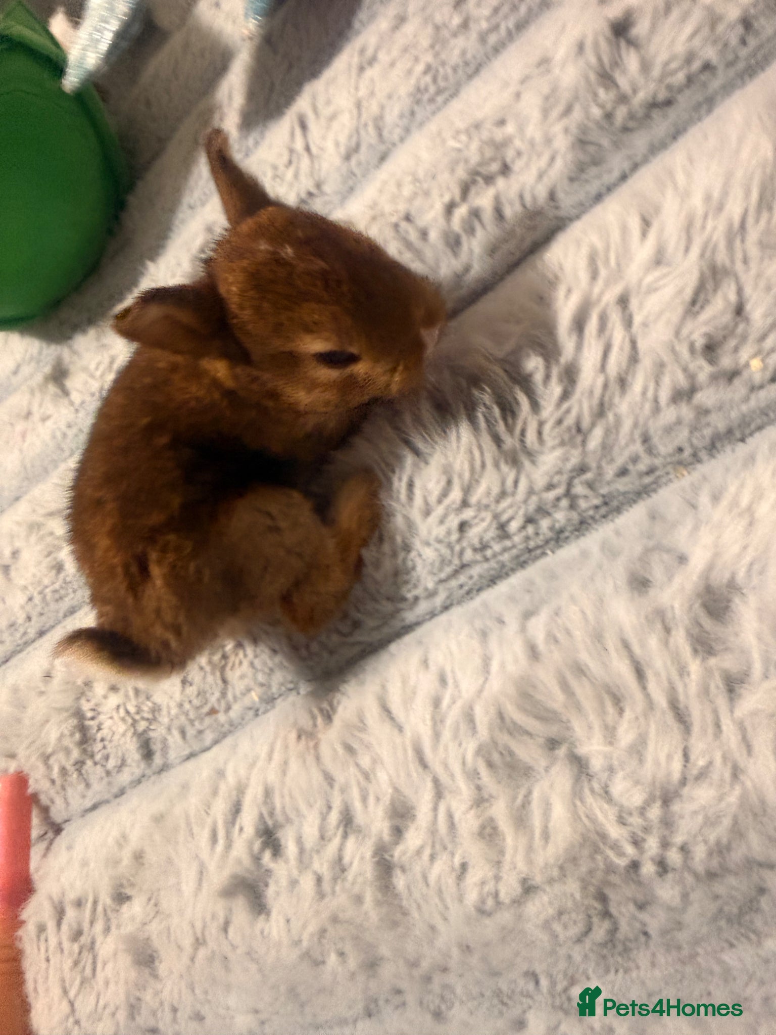 Mixed Breed rabbits for sale: Bunnies for sale - Advert 5
