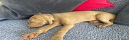 Weimaraner dogs for sale: 4 beautiful males - Advert 6