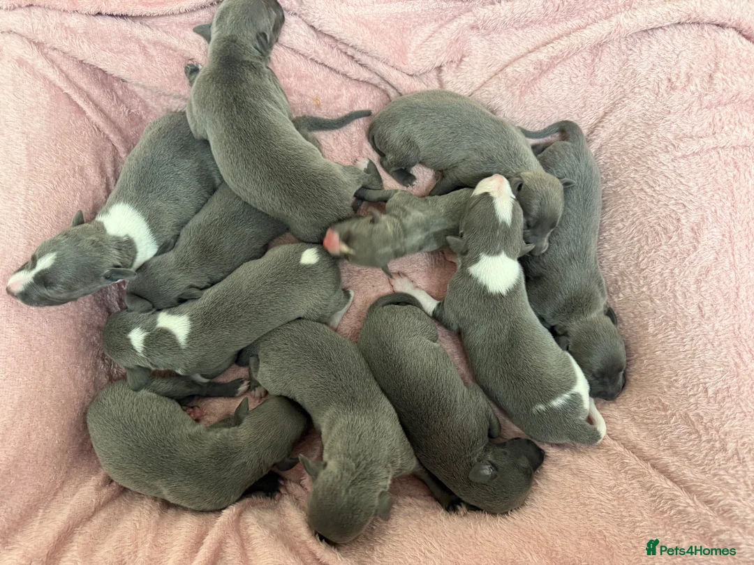 Whippet dogs for sale: Beautiful blue whippets in Kilgetty - Advert 12