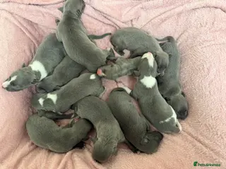 Whippet dogs Beautiful blue whippets - Advert 6