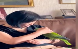 Parrots birds for sale: Yellow naped amazon - Image 3