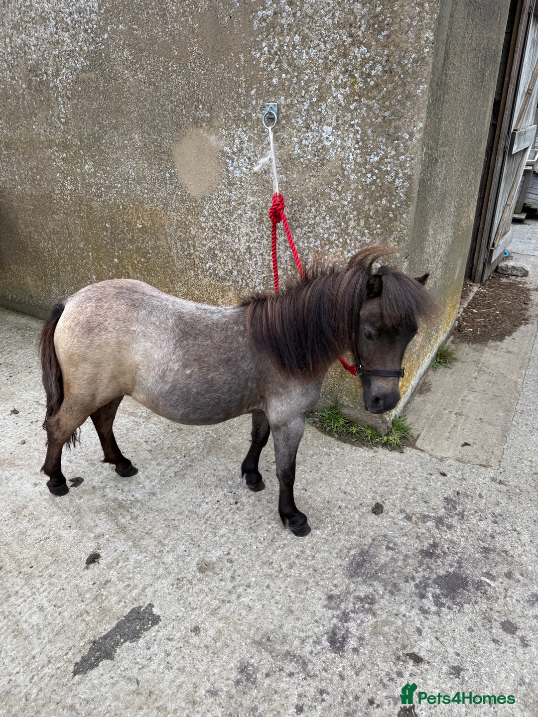 Miniature horses for sale: The sweetest little miniature Shetland mare - Image 5
