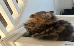 Persian cats for sale: Persian kitten still looking for her forever home  in Gateshead - Image 7