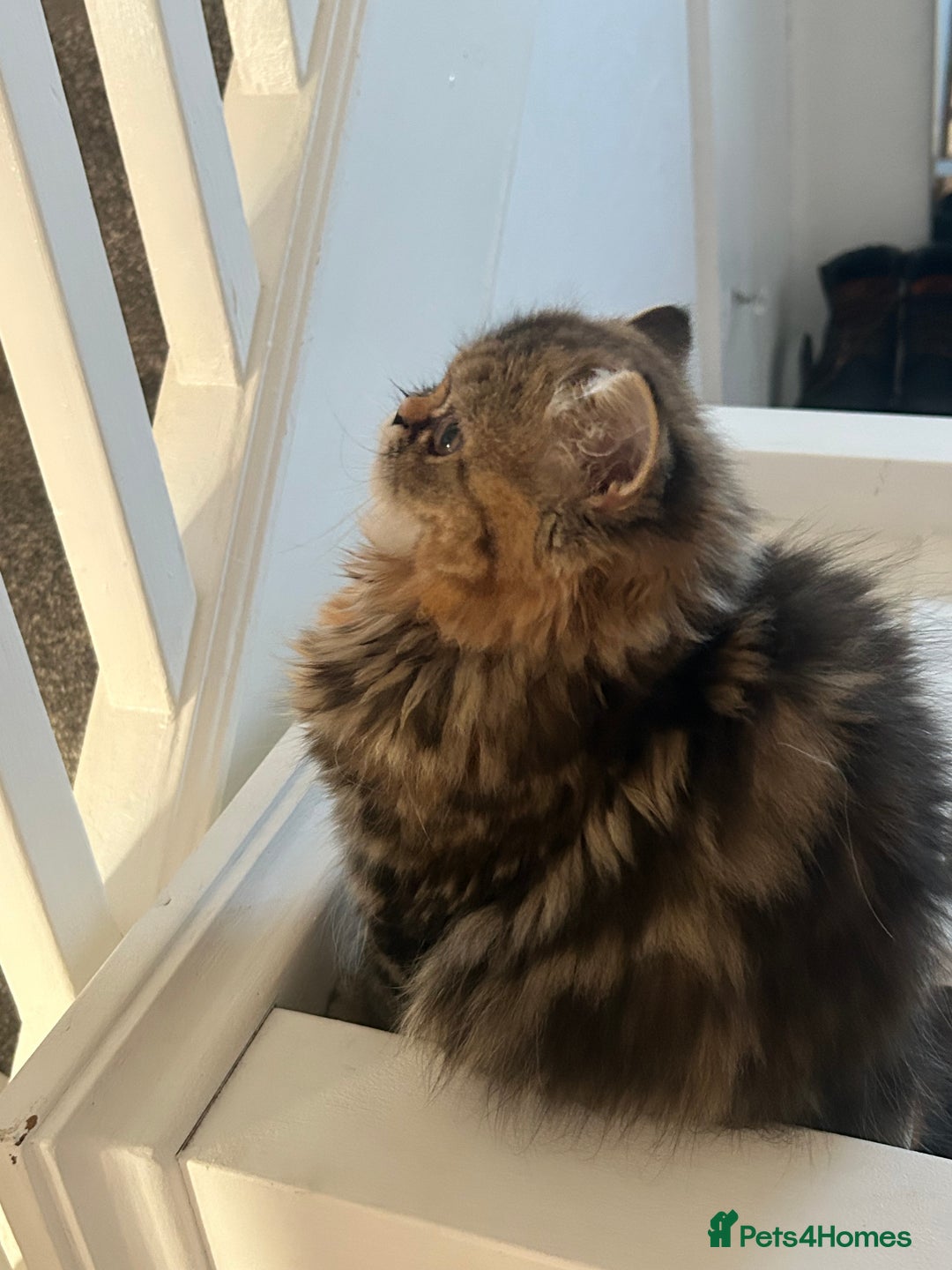 Persian cats for sale: Persian kitten still looking for her forever home  in Gateshead - Image 7