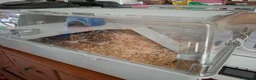 Hamster rodents for sale: Dwarf roborovski hamster, male in Halesowen - Advert 9