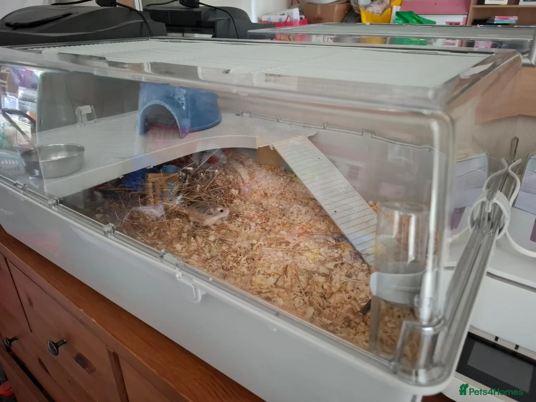 Hamster rodents for sale: Dwarf roborovski hamster, male in Halesowen - Advert 9