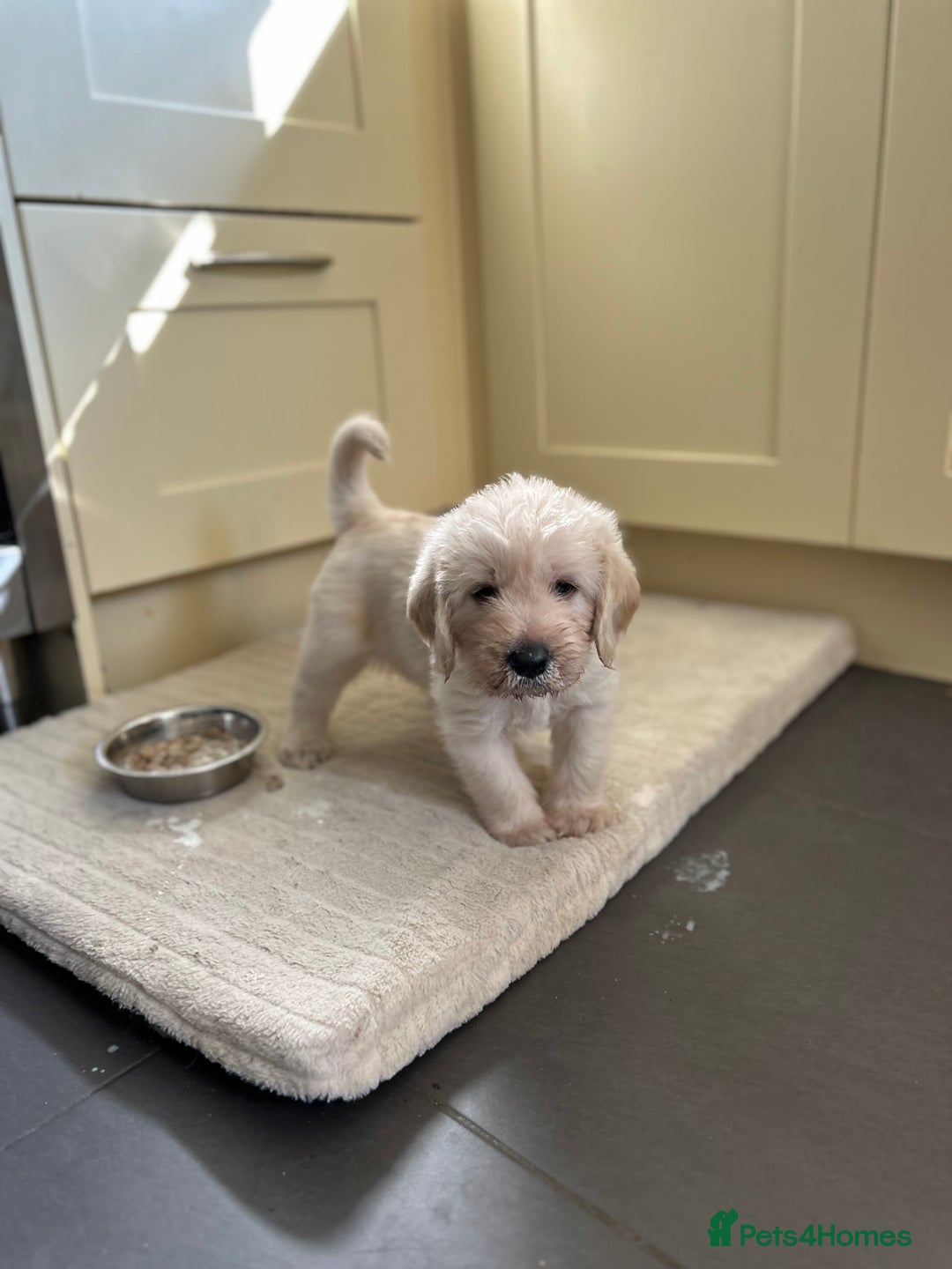 Labradoodle dogs for sale: Gorgeous labradoodle puppy  - Image 13