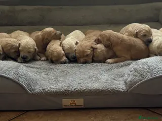 Golden Retriever dogs Beautiful KC Reg Golden Retriever puppies!! - Advert 4