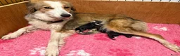Border Collie dogs for sale: Freyasway Border Collie Puppies - Advert 11