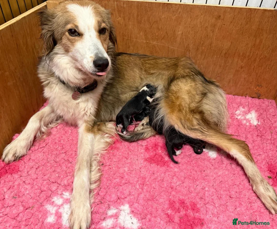 Border Collie dogs for sale: Freyasway Border Collie Puppies - Advert 11