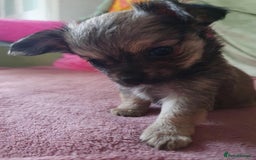 Chihuahua dogs for sale: Tricoloured Long Coat Chihuahua - Image 2