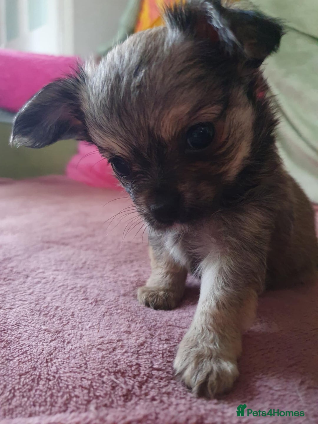 Chihuahua dogs for sale: Tricoloured Long Coat Chihuahua - Image 2