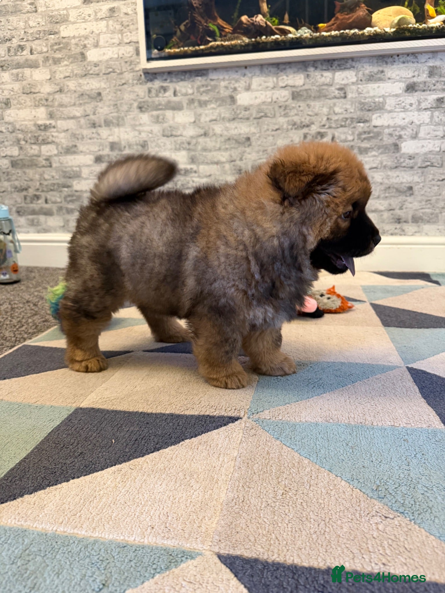 Chow Chow dogs K.c registered chow chow puppies - Advert 10