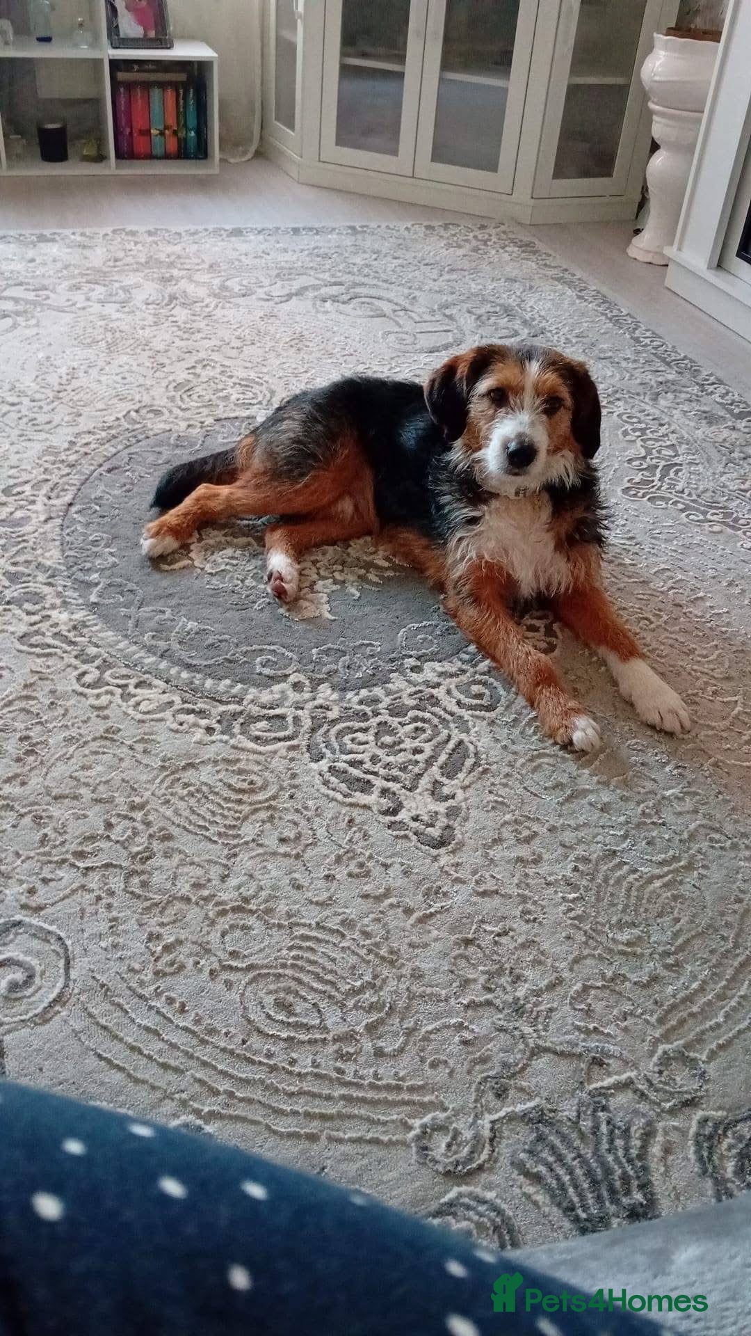 Mixed Breed dogs for sale: Ronnie & Reggie   - Advert 21