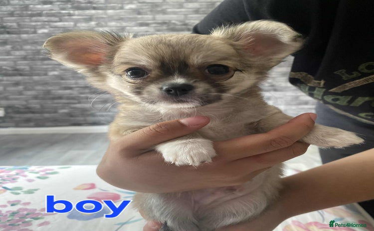 Chihuahua dogs - Advert 2