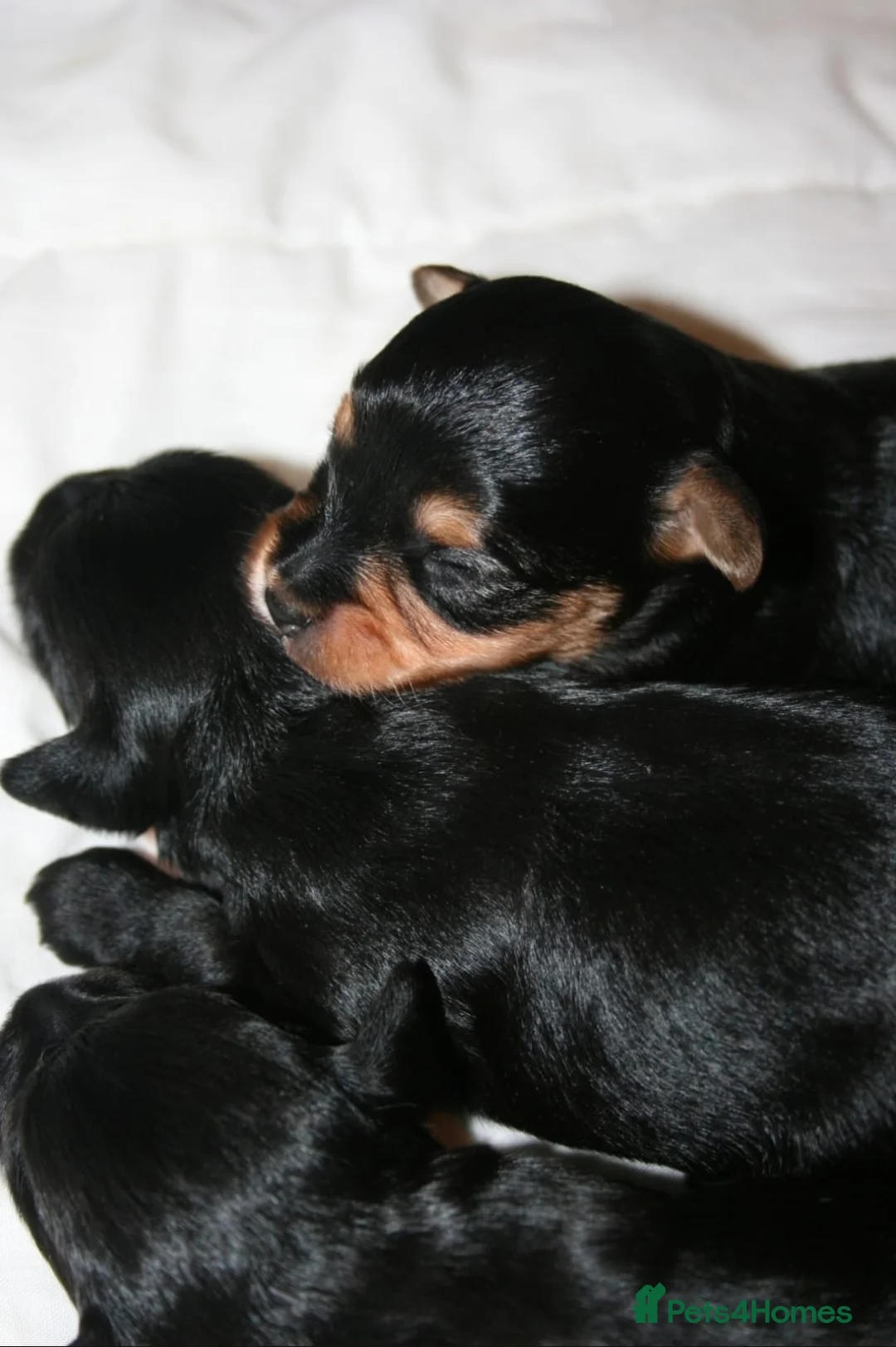 Yorkiepoo dogs for sale: Beautiful Porkies  in Steyning - Advert 10