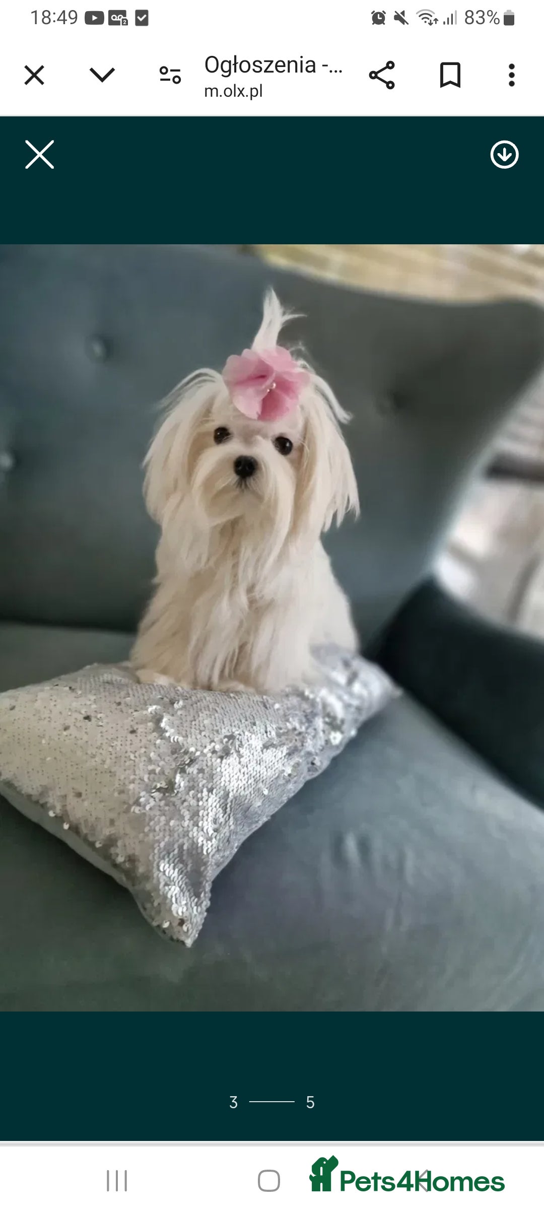 Maltese dogs Stunning,Proven - KC reg Maltese Stud in Castleford - Advert 6