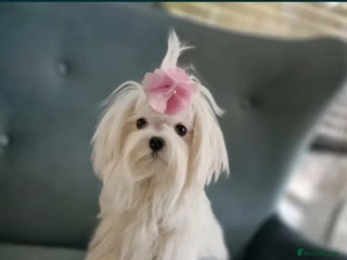 Maltese dogs in Castleford - Advert 10