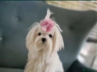 Maltese dogs Stunning,Proven - KC reg Maltese Stud in Castleford - Advert 1