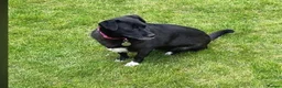 Mixed Breed dogs for adoption: 🐾❤️Meet Bramble in Chelmsford - Advert 3