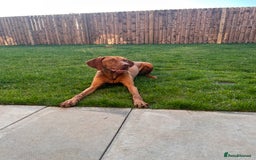 Hungarian Vizsla dogs for sale: Loveable Girl For Sale - Image 1