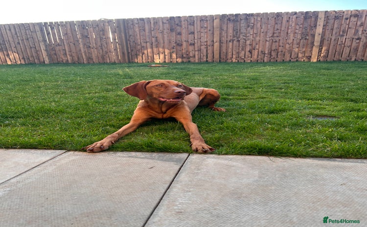 Hungarian Vizsla dogs - Advert 7