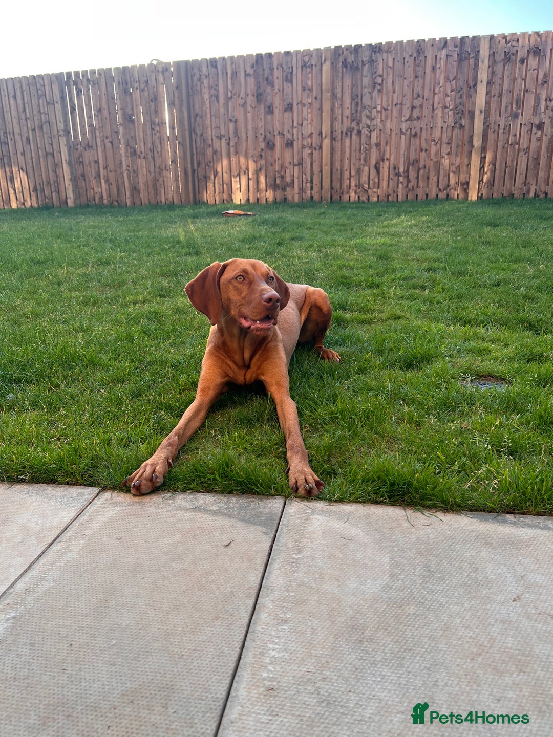 Hungarian Vizsla dogs for sale: Loveable Girl For Sale - Image 1