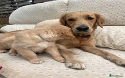 Golden Retriever dogs for sale: Golden Retriever Puppies – Family Raised - Image 14