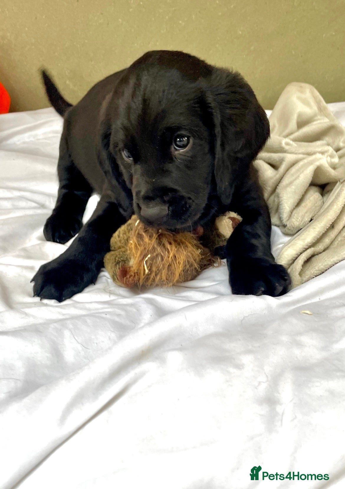 Mixed Breed dogs Sprockerdor puppies for sale - ONE LEFT - Advert 16