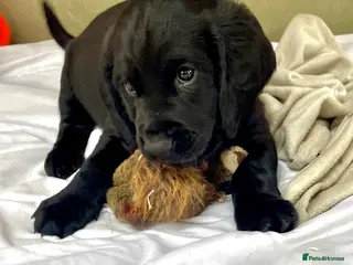 Mixed Breed dogs Sprockerdor puppies for sale - ONE LEFT - Advert 16