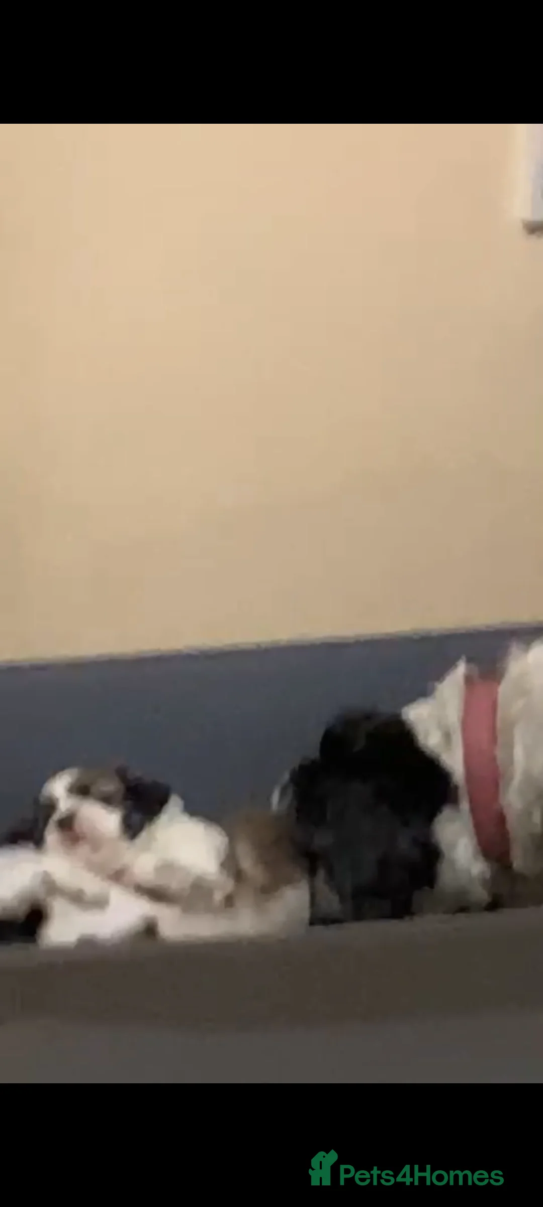 Shih Tzu dogs for sale: Shih Tzu Pups for sale in Dungannon - Advert 2