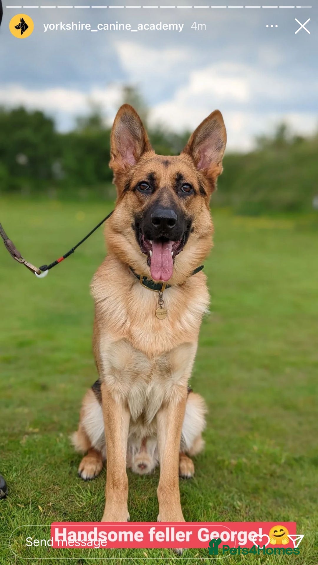 German Shepherd dogs for sale: Beautiful KC Registered GS pups - Advert 3