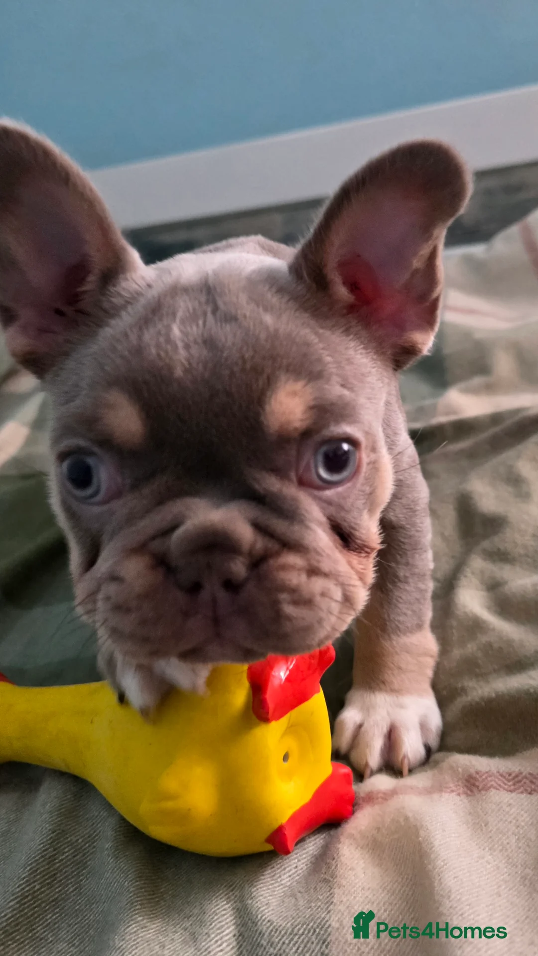 French Bulldog dogs for sale: Beautiful French bulldog girl  - Advert 6
