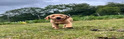 Labrador Retriever dogs for sale: Gorgeous fox red Labrador female puppies - Advert 5