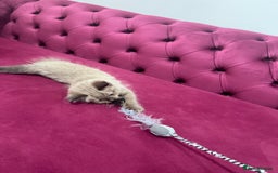 Ragdoll cats for sale: Cute ragdoll🌹🤎 - Image 9