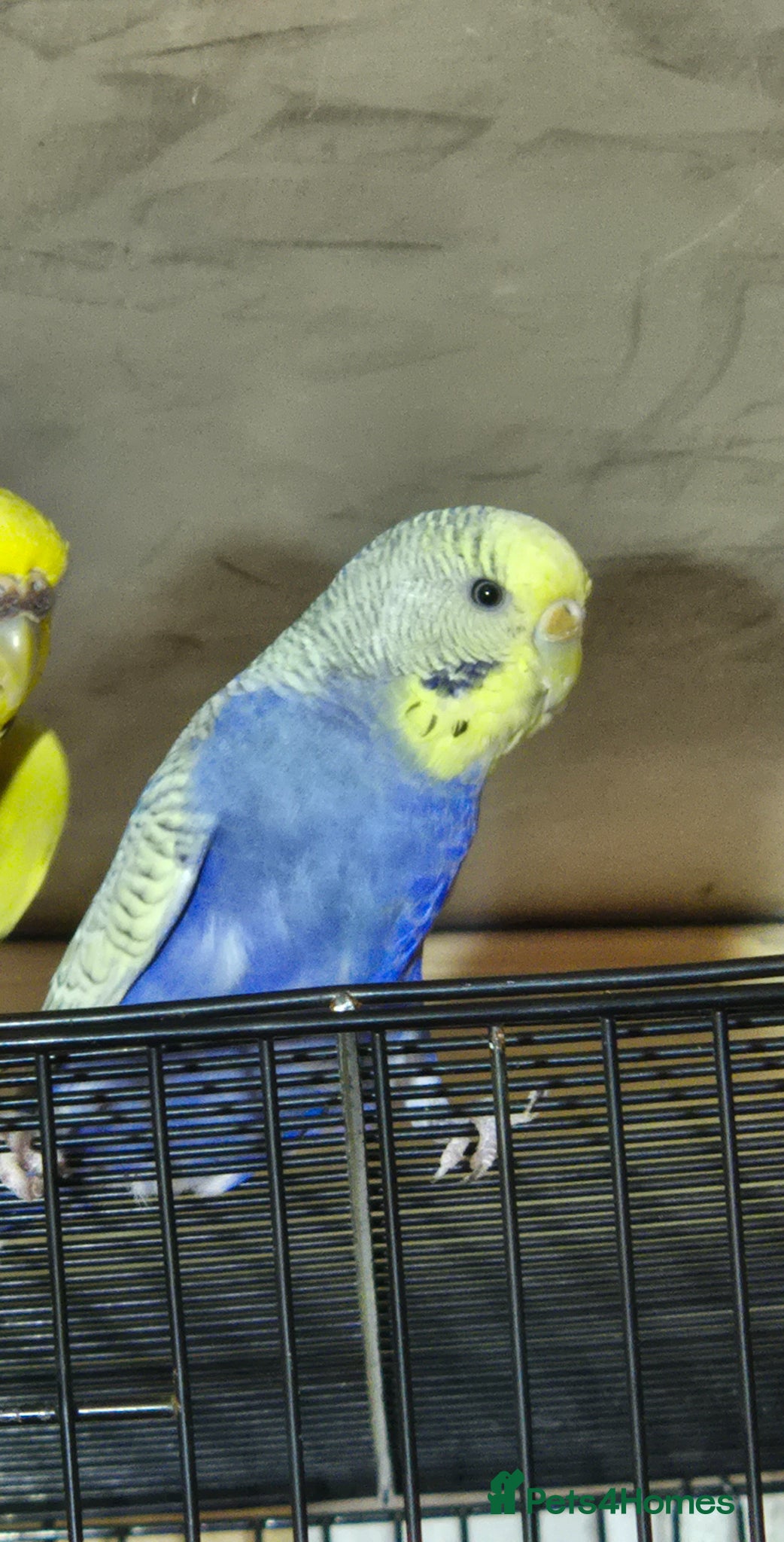 Budgerigars birds Beautiful female budgie - Advert 12
