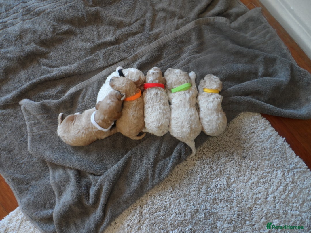 Cavapoo dogs for sale: stunning F1B cavapoo puppies health tested - Advert 9