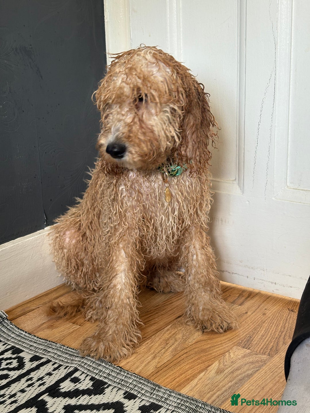 Mixed Breed dogs for sale: Cavapoo - Image 13