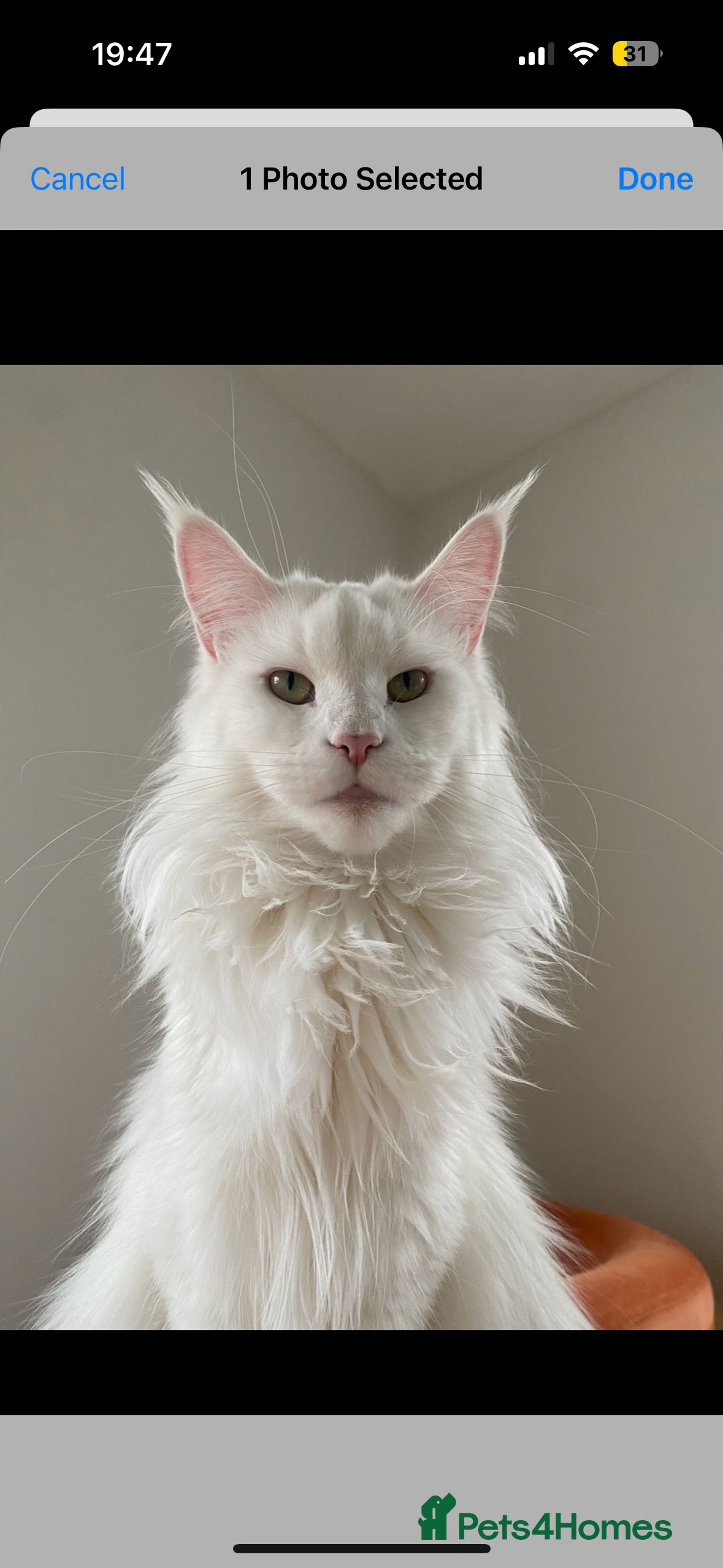 Maine Coon cats Beautiful Bella - Advert 11