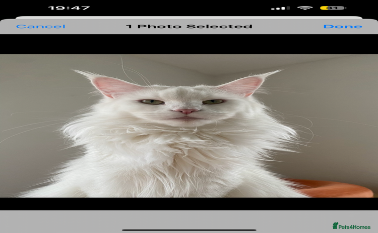 Maine Coon cats Beautiful Bella - Advert 1