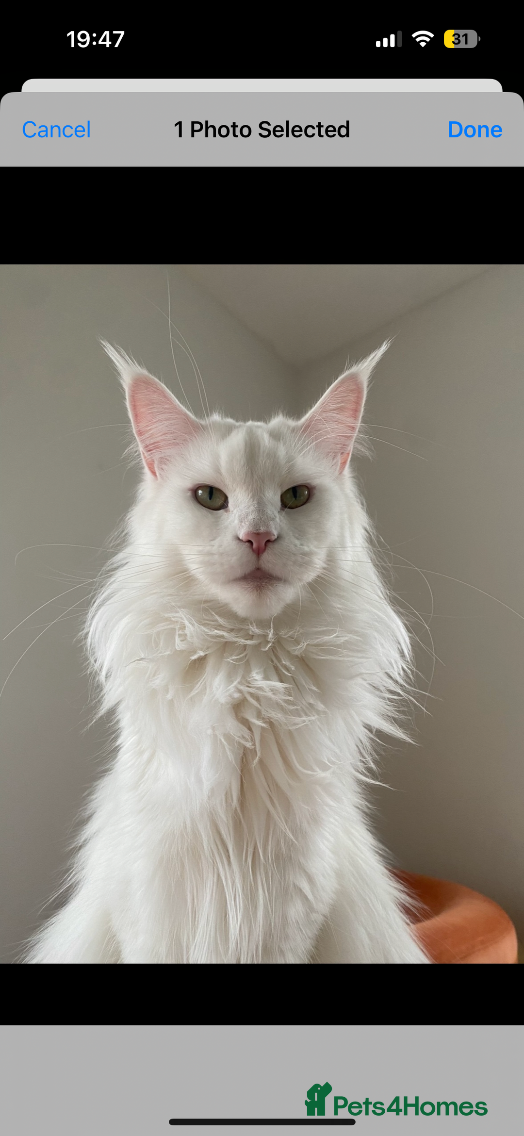 Maine Coon cats for sale: Beautiful Bella - Advert 1