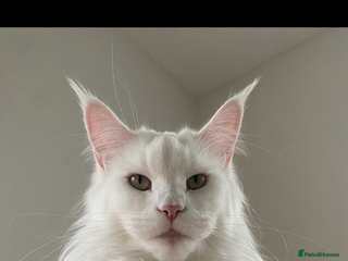 Maine Coon cats Beautiful Bella - Advert 5