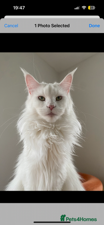 Maine Coon cats Beautiful Bella - Advert 1