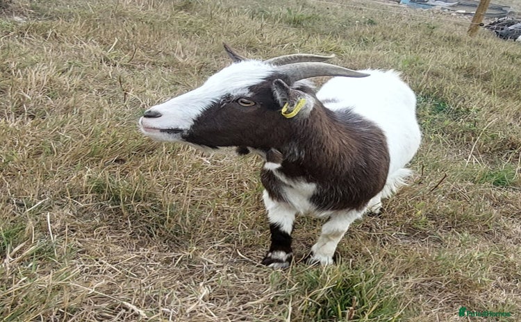 Goats livestock - Advert 1