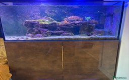 Other/Mixed Breed fish for sale: Marine fish and set up for sale  - Image 4