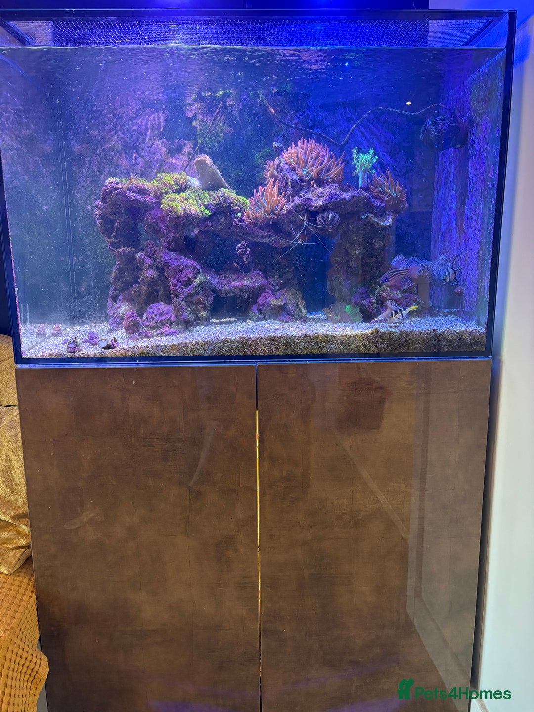 Other/Mixed Breed fish for sale: Marine fish and set up for sale  - Image 4