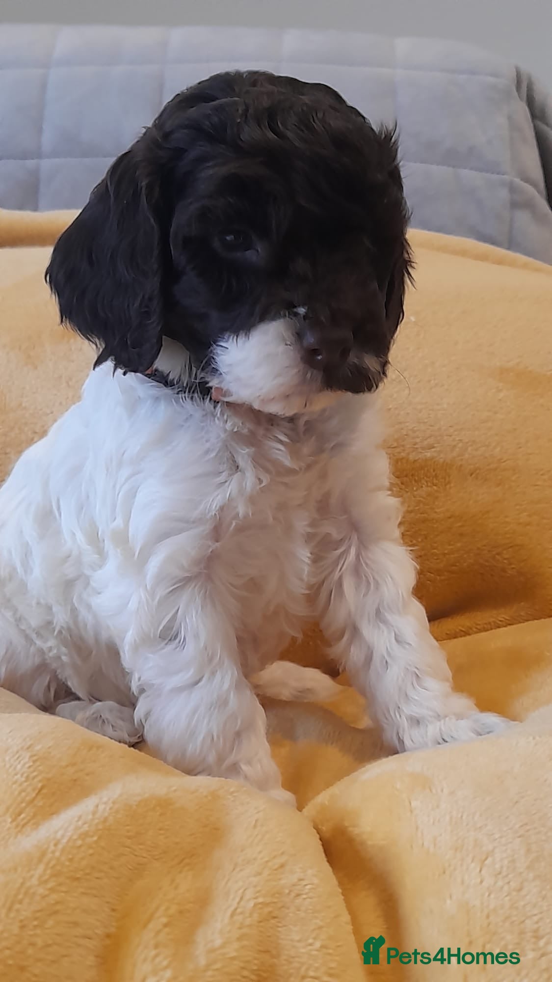 Cockapoo dogs Most Beautiful litter F1 Cockapoo puppies  - Advert 5